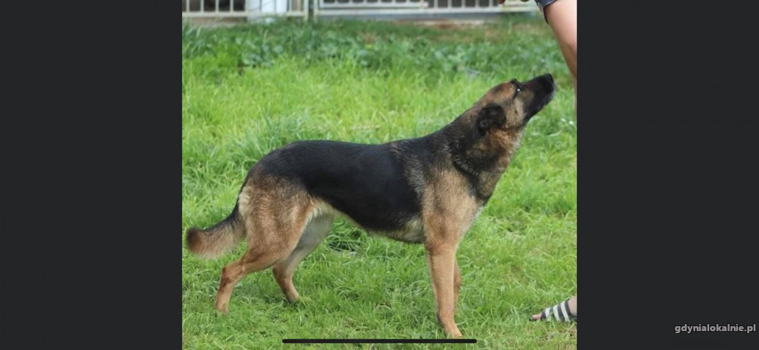 lagodna-fiesta-wesola-sunia-w-typie-owczarka-do-adopcji-42214-sprzedam.jpg