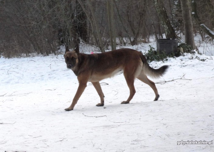 nita-mloda-niekonfliktowa-sunia-w-typie-maliny-adopcja-43030-psy.jpg