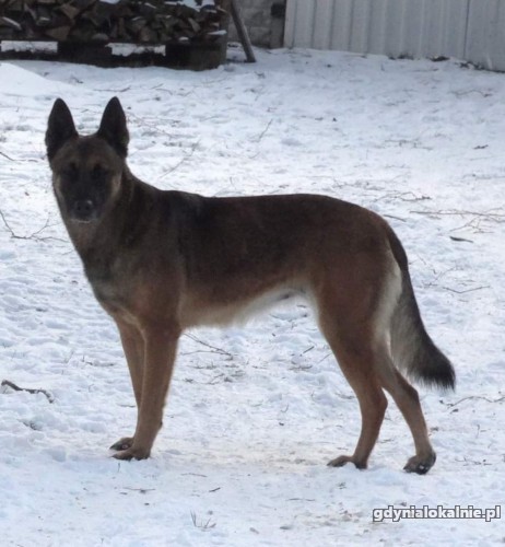 nita-mloda-niekonfliktowa-sunia-w-typie-maliny-adopcja-43030-sprzedam.jpg