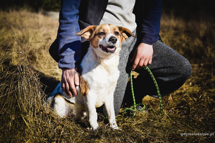 beni-mlody-pelen-radosci-beagle-mix-szuka-domu-43190-gdynia.jpg