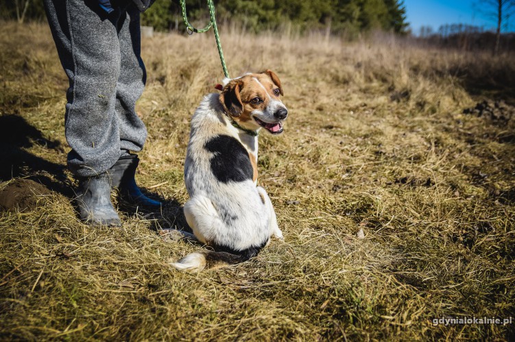 beni-mlody-pelen-radosci-beagle-mix-szuka-domu-43190-psy.jpg