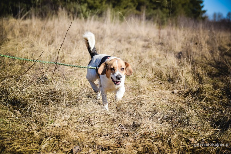 beni-mlody-pelen-radosci-beagle-mix-szuka-domu-43190-sprzedam.jpg