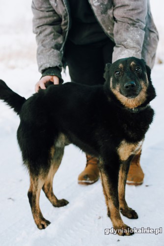 usmiechniety-od-ucha-do-ucha-cudny-red-do-adopcji-45773-gdynia.jpg