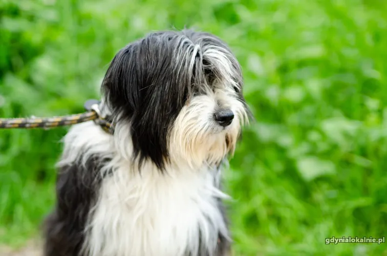 sonia-mloda-przyjazna-bearded-collie-mix-50001-gdynia.webp