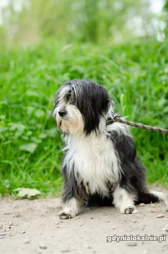 sonia-mloda-przyjazna-bearded-collie-mix-50001-psy.webp