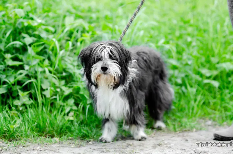 sonia-mloda-przyjazna-bearded-collie-mix-50001-sprzedam.webp