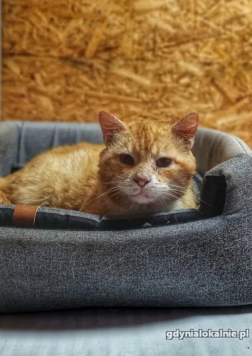 garfield-ulozony-spokojny-kotek-szuka-domu-50100-gdynia.webp