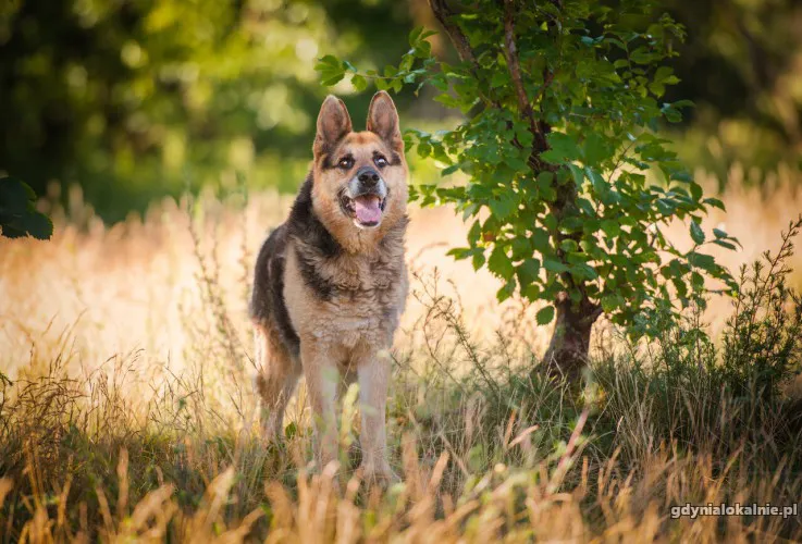 flapy-niekonfliktowy-lagodny-owczarek-do-adopcji-50782-gdynia-foto.webp