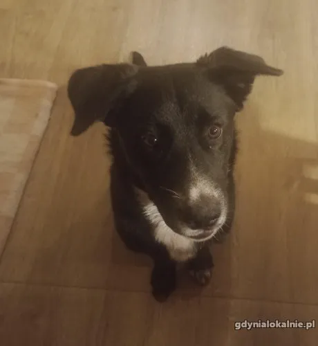 Oreo - wesoły, przyjazny SZCZENIAK szuka domu!