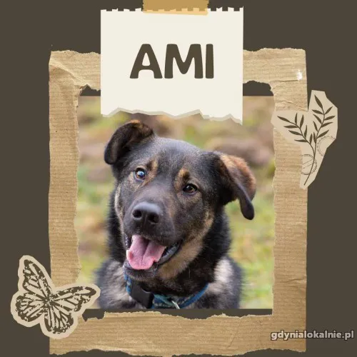 ami-wychowany-madry-wesoly-psiak-51910-zdjecia.webp