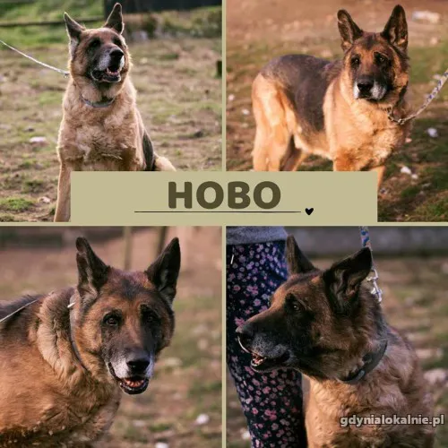 hobo-wspanialy-onek-szuka-domu-tymczasowego-lub-stalego-51914-sprzedam.webp