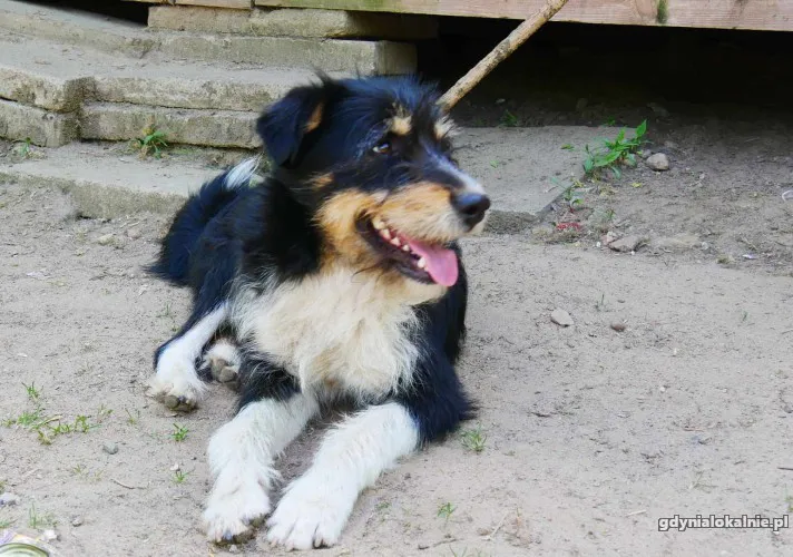 kacper-sierotka-po-zmarlej-opiekunce-szuka-domu-52176-zdjecia.webp