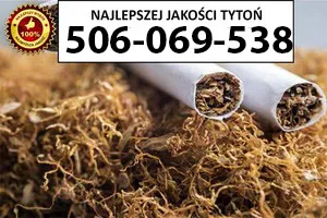 Znakomitej jakości TYTOŃ 80 PLN / 1KG Znakomitej jakości TYTOŃ 80 PLN / 1KG