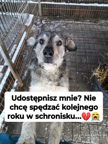Dżinks - przyjazny, rodzinny szorściak!
