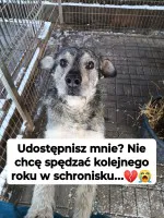 Dżinks - przyjazny, rodzinny szorściak!