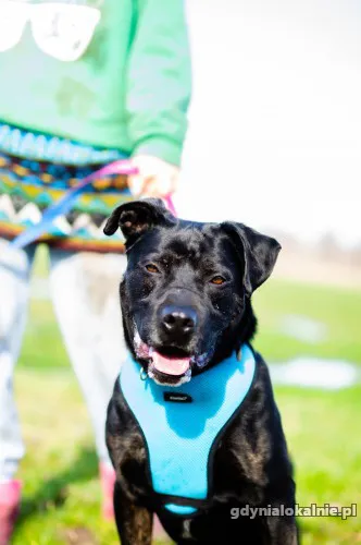 czet-mlody-niekonfliktowy-amstaff-mix-szuka-domu-53510-gdynia.webp