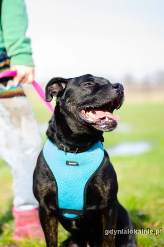 czet-mlody-niekonfliktowy-amstaff-mix-szuka-domu-53510-psy.webp