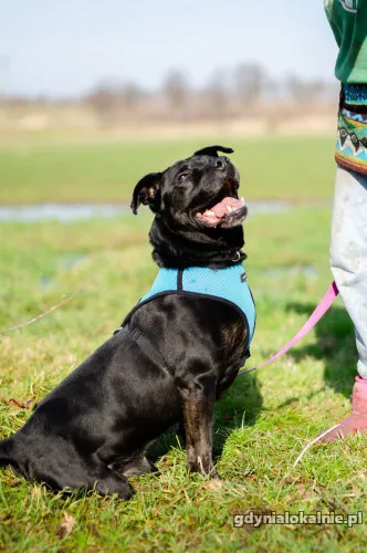 czet-mlody-niekonfliktowy-amstaff-mix-szuka-domu-53510-sprzedam.webp