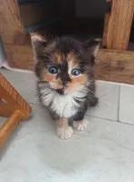 Kruszynka Tycia szuka odpowiedzialnego domu! Kruszynka Tycia szuka odpowiedzialnego domu!